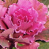 ハボタンの写真